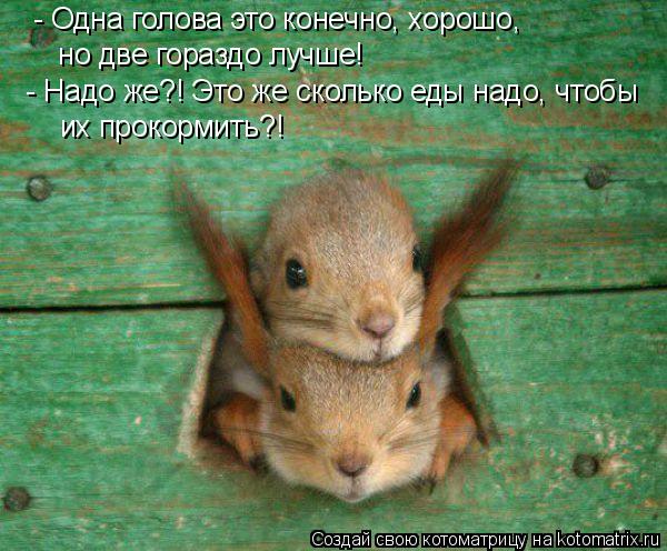 Котоматрица: - Одна голова это конечно, хорошо,  но две гораздо лучше!  - Надо же?! Это же сколько еды надо, чтобы  их прокормить?!