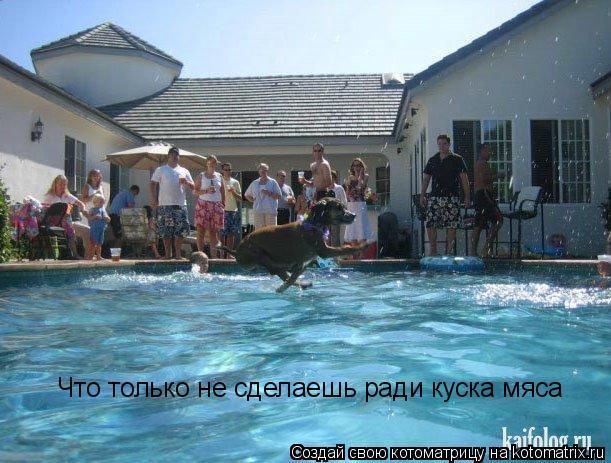 Котоматрица: Что только не сделаешь ради куска мяса