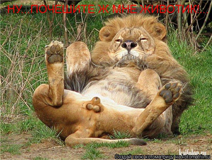 НУ...ПОЧЕШИТЕ Ж МНЕ ЖИВОТИК!...... Котоматрица: НУ...ПОЧЕШИТЕ Ж МНЕ ЖИВОТИК!...