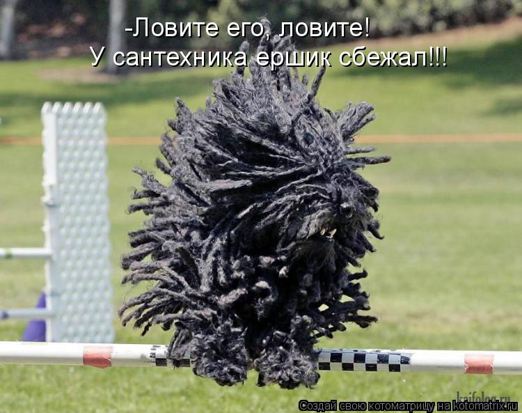 -Ловите его, ловите! У сантехника ершик сбежал!!!... Котоматрица: -Ловите его, ловите! У сантехника ершик сбежал!!!