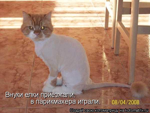 Внуки елки приезжали, в парикмахера играли.... Котоматрица: Внуки елки приезжали, в парикмахера играли.