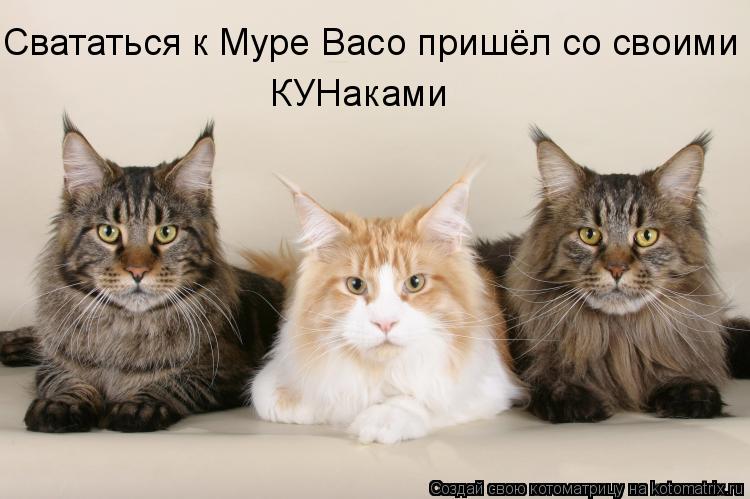 Свататься к Муре Васо пришёл со своими КУНаками... Котоматрица: Свататься к Муре Васо пришёл со своими КУНаками