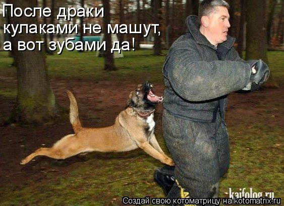Котоматрица: кулаками не машут, а вот зубами да! После драки