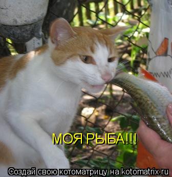 МОЯ РЫБА!!!... Котоматрица: МОЯ РЫБА!!!