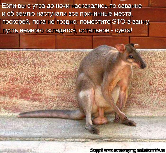 Если вы с утра до ночи наскакались по саванне поскорей, пока не поздно, поместите ЭТО в ванну, пус... Котоматрица: Если вы с утра до ночи наскакались по саванне поскорей, пока не поздно, поместите ЭТО в ванну, пусть немного охладятся, остальное - суета! и