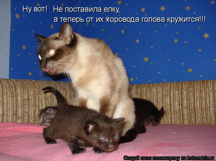 Котоматрица: а теперь от их хоровода голова кружится!!! Не поставила елку,  Ну вот!