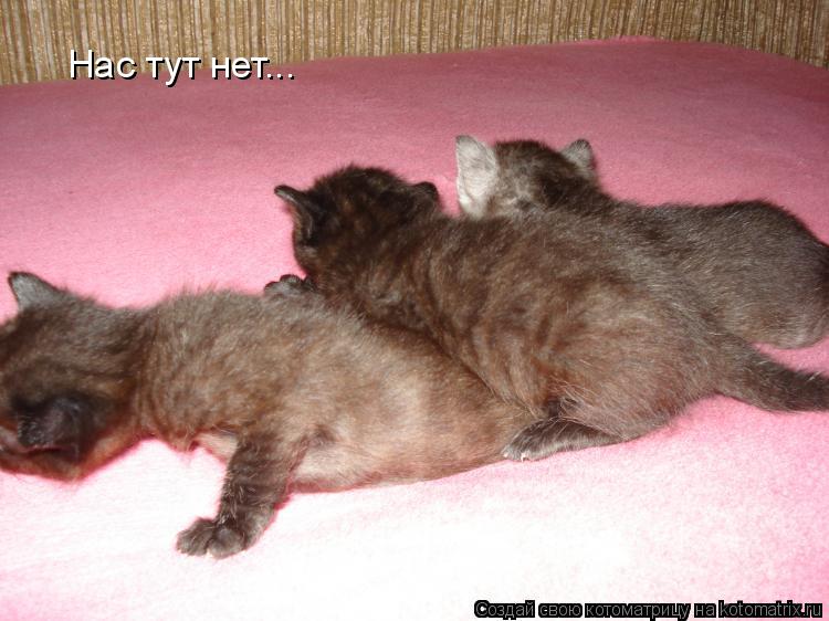 Котоматрица: Нас тут нет...