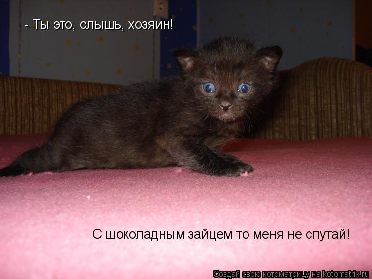 Котоматрица: - Ты это, слышь, хозяин! С шоколадным зайцем то меня не спутай!