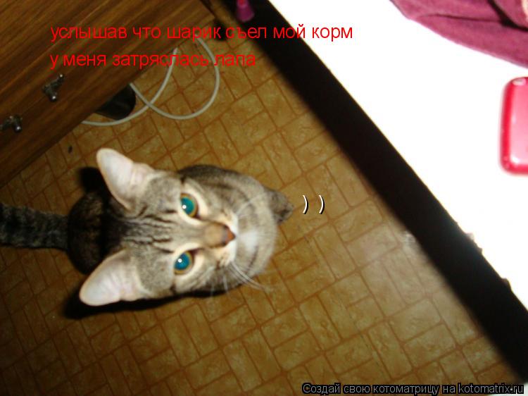 Котоматрица: )  ) услышав что шарик съел мой корм  у меня затряслась лапа