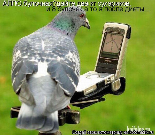 Котоматрица: АЛЛО,булочная?дайте два кг сухариков, и 8 булочек,а то я после диеты...