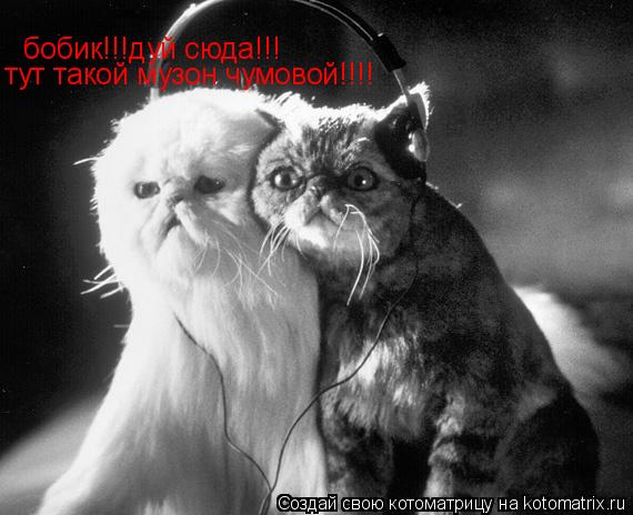 Котоматрица: бобик!!!дуй сюда!!! тут такой музон чумовой!!!!