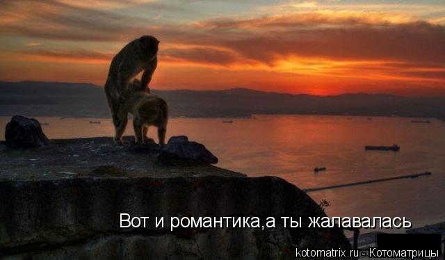 Котоматрица: Вот и романтика,а ты жалавалась