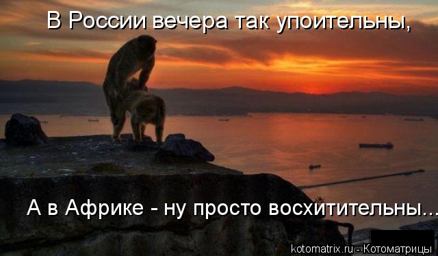 Котоматрица: В России вечера так упоительны, А в Африке - ну просто восхитительны...