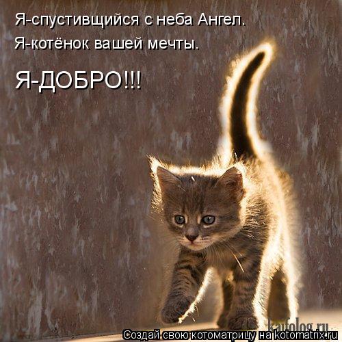 Я-спустивщийся с неба Ангел. Я-котёнок вашей мечты. Я-ДОБРО!!!... Котоматрица: Я-спустивщийся с неба Ангел. Я-котёнок вашей мечты. Я-ДОБРО!!!