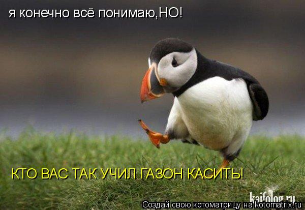я конечно всё понимаю,НО! КТО ВАС ТАК УЧИЛ ГАЗОН КАСИТЬ!... Котоматрица: я конечно всё понимаю,НО! КТО ВАС ТАК УЧИЛ ГАЗОН КАСИТЬ!