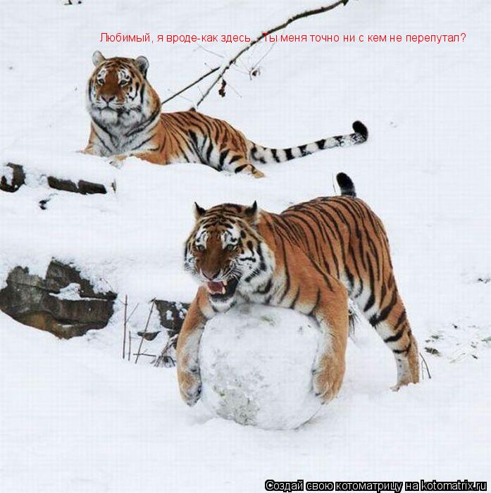 Любимый, я вроде-как здесь... Ты меня точно ни с кем не перепутал?... Котоматрица: Любимый, я вроде-как здесь... Ты меня точно ни с кем не перепутал?