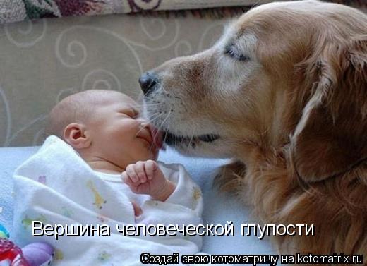 Вершина человеческой глупости... Котоматрица: Вершина человеческой глупости