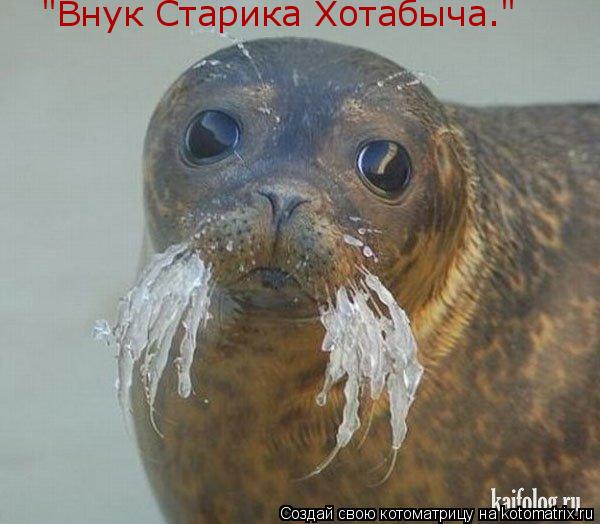 "Внук Старика Хотабыча."... Котоматрица: "Внук Старика Хотабыча."