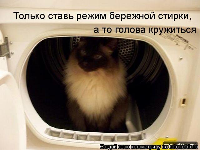Котоматрица: Только ставь режим бережной стирки, а то голова кружиться