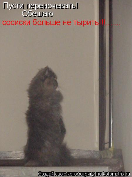 Котоматрица: Пусти переночевать!  Обещаю  сосиски больше не тырить!!!.......