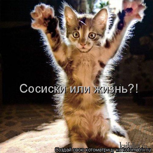 Котоматрица: Сосиски или жизнь?!