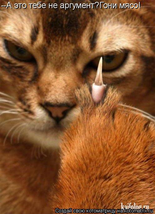 Котоматрица: --А это тебе не аргумент?Гони мясо!
