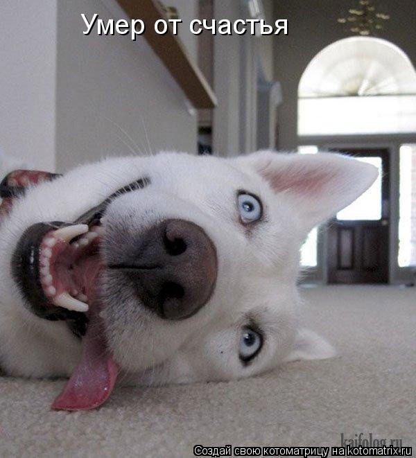 Котоматрица: Умер от счастья