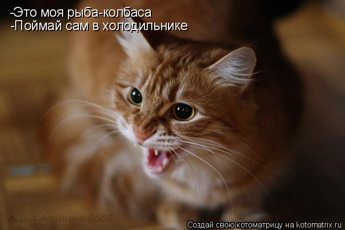 -Это моя рыба-колбаса -Поймай сам в холодильнике... Котоматрица: -Это моя рыба-колбаса -Поймай сам в холодильнике
