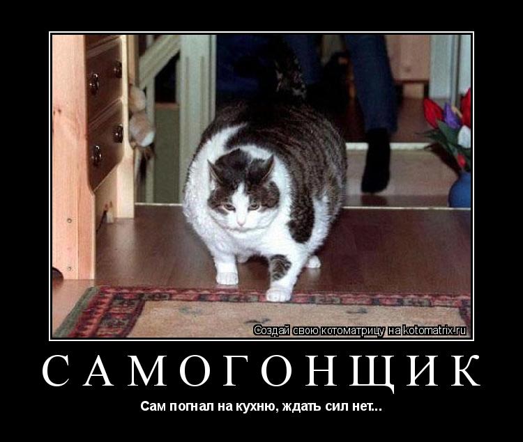 Котоматрица: Самогонщик Сам погнал на кухню, ждать сил нет...