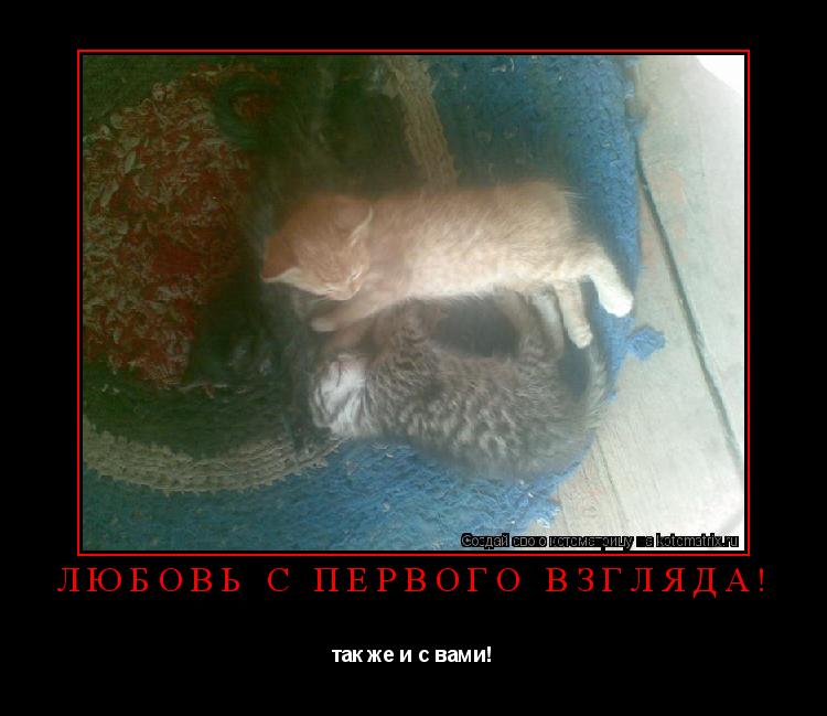 любовь с первого взгляда! так же и с вами!... Котоматрица: любовь с первого взгляда! так же и с вами!