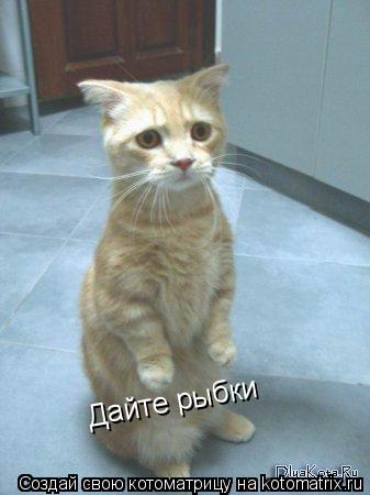Дайте рыбки... Котоматрица: Дайте рыбки