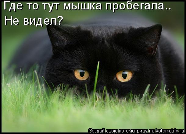 Где то тут мышка пробегала.. Не видел?... Котоматрица: Где то тут мышка пробегала.. Не видел?