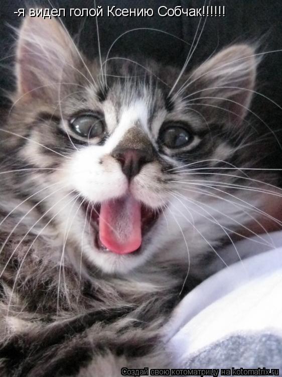 Котоматрица: -я видел голой Ксению Собчак!!!!!!