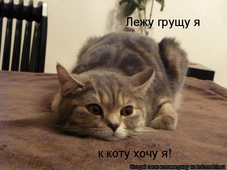 Лежу грущу я к коту хочу я!... Котоматрица: Лежу грущу я к коту хочу я!