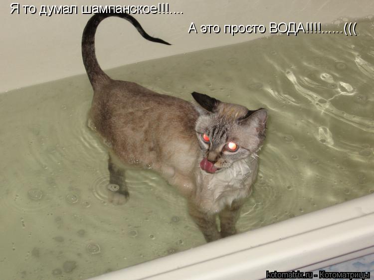 Котоматрица: Я то думал шампанское!!!.... А это просто ВОДА!!!!......(((