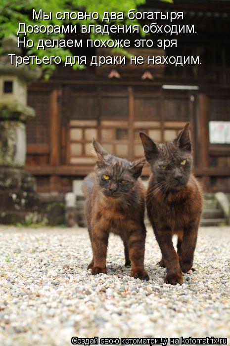 Котоматрица: Мы словно два богатыря Третьего для драки не находим. Дозорами владения обходим. Но делаем похоже это зря