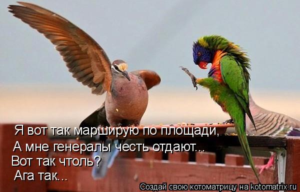 Котоматрица: Я вот так марширую по площади,  А мне генералы честь отдают... Вот так чтоль? Ага так...