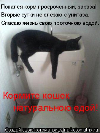 Котоматрица: Вторые сутки не слезаю с унитаза. Спасаю жизнь свою проточною водой. Кормите кошек натуральною едой! Попался корм просроченный, зараза!
