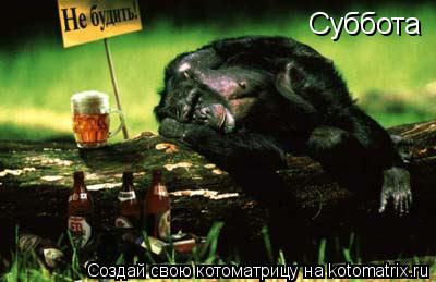 Котоматрица: Суббота