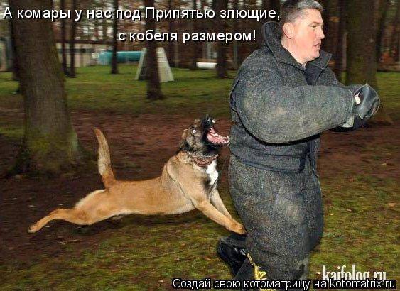 Котоматрица: с кобеля размером! А комары у нас под Припятью злющие,