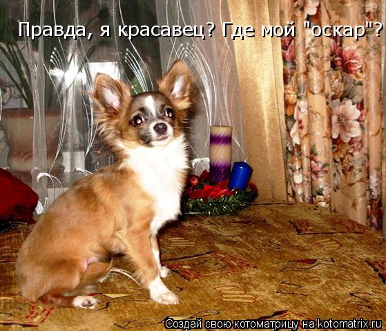 Котоматрица: Правда, я красавец? Где мой "оскар"?