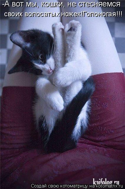 Котоматрица: -А вот мы, кошки, не стесняемся  своих волосатых ножек!Голоногая!!!