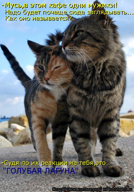 Котоматрица: -Мусь,в этом кафе одни мужики! Надо будет почаще сюда заглядывать... Как оно называется? -Судя по их реакции на тебя,это "ГОЛУБАЯ ЛАГУНА"