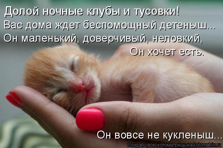 Долой ночные клубы и тусовки! Вас дома ждет беспомощный детеныш... Он маленький, доверчивый, неловкий... Котоматрица: Долой ночные клубы и тусовки! Вас дома ждет беспомощный детеныш... Он маленький, доверчивый, неловкий, Он хочет есть. Он вовсе не кукленыш...