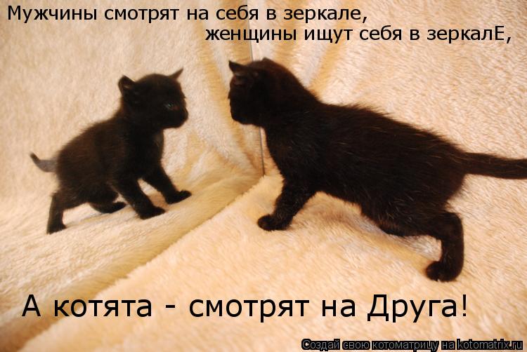 Котоматрица: Мужчины смотрят на себя в зеркале, женщины ищут себя в зеркалЕ, А котята - смотрят на Друга!