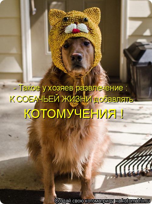 - Такое у хозяев развлечение : К СОБАЧЬЕЙ ЖИЗНИ добавлять КОТОМУЧЕНИЯ !... Котоматрица: - Такое у хозяев развлечение : К СОБАЧЬЕЙ ЖИЗНИ добавлять КОТОМУЧЕНИЯ !