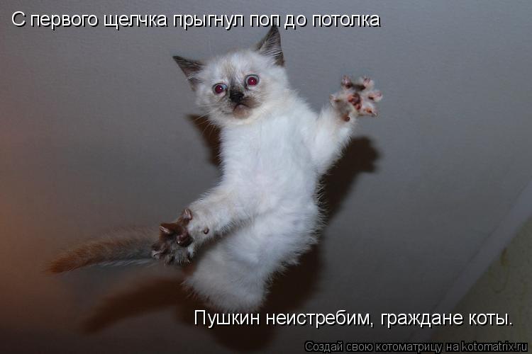 С первого щелчка прыгнул поп до потолка Пушкин неистребим, граждане коты.... Котоматрица: С первого щелчка прыгнул поп до потолка Пушкин неистребим, граждане коты.