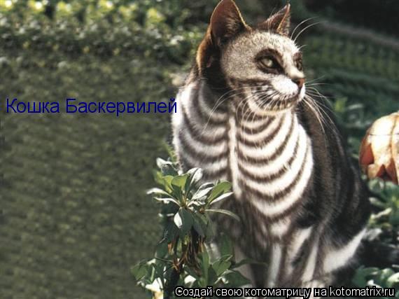 Кошка Баскервилей... Котоматрица: Кошка Баскервилей