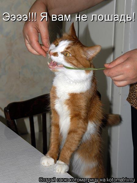 Ээээ!!! Я вам не лошадь!... Котоматрица: Ээээ!!! Я вам не лошадь!