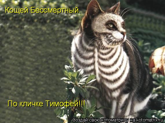 Кощей Бессмертный. По кличке Тимофей!!!... Котоматрица: Кощей Бессмертный. По кличке Тимофей!!!